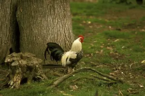Cocks: Rooster Crevecoeur near a tree trunk France