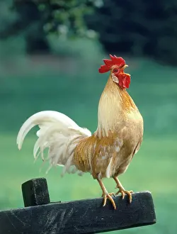 Crowing: Rooster crowing