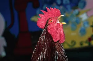 Crowing: Rooster crowing