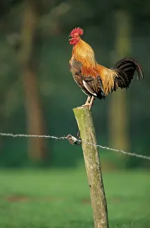 Crowing: Rooster crowing on fence
