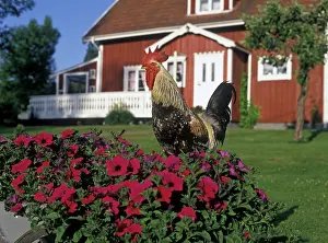 Housing: Rooster in a farm