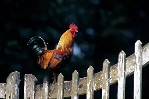 Housing: Rooster on a fence