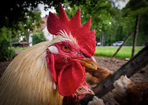 Enclosure: A rooster in a free-range enclosure in Eitting