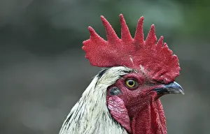 Chickens: Rooster (Gallus gallus domesticus) in the outdoor enclosure
