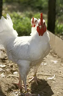 Gallus: Rooster Gatinais in pen and its hen France