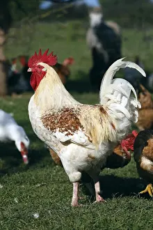 Farmyards: Rooster in the grass Franche-Comte France