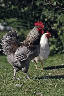 Farmyards: Rooster and hen in the grass Franche-Comte France