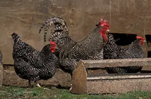 Quest: Rooster hens Coucou de Rennes pecking