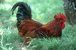 Roaming: Rooster on ^living history^ farm