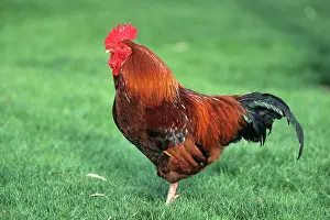 Keeping: Rooster Marans
