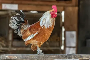 Farmyard: Rooster perched in a farmyard. AGF Educational Farm