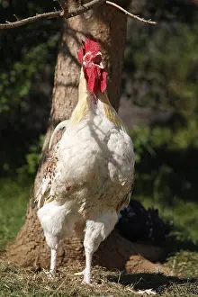 Farmyards: Rooster singing in the grass Franche-Comte France