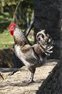 Farmyards: Rooster on wall Franche-Comte France