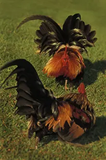 Cockerel: Roosters