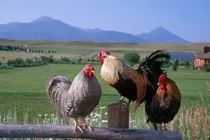 Roosters: Three roosters on a fence