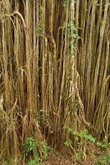 Fell: Root curtain - after the host tree fell over, a
