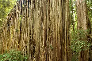 Fell: Root curtain - after the host tree fell over, a