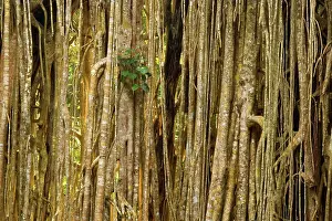 Fell: Root curtain - after the host tree fell over, a