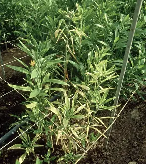 Chlorosis: Root death on Alstroemeria