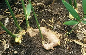 Zingiber: Root Ginger