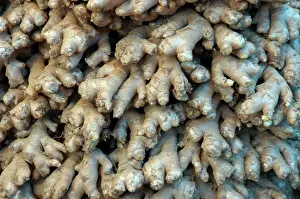 Zingiber: Root Ginger: aromatic roots from cultivated plants