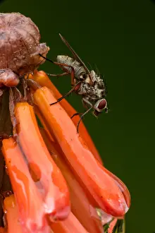 Ireland: Root Maggot Fly - Anthomyia spp. probably Anthomyia
