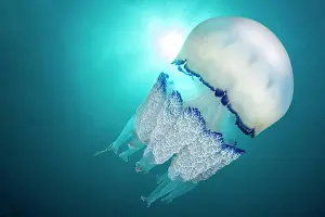 Dustbin: Root-mouth jellyfish (Rhizostoma pulmo), marine