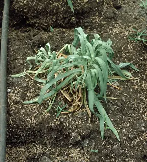 Glasshouse: Root rot on Dianthus