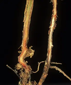 Pisum: Root section of pea plant to show foot rot