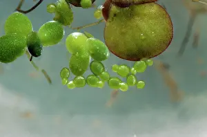 Bob Gibbons: Rootless / Least Duckweed