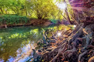 Alder: Roots of an alder on the banks of Cheran in autumn
