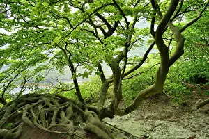 Curved: The roots of a crooked, overgrown beech cling to