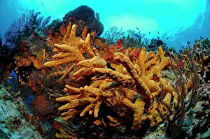 Porifera: Rope / Finger Sponge