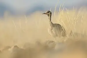 Bustard: R'oppell's Bustard