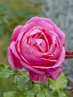 Perenni: Rosa Auguste Renoir in bloom in a garden