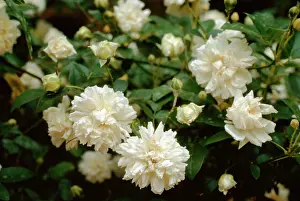 Allen Paterson: Rosa banksiae - 'Alba Flore PlenoI