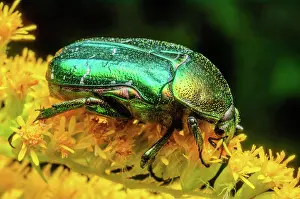 Grand: Rosa Chafer (Cetonia aurata) on a yellow flower