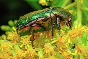 Grand: Rosa Chafer (Cetonia aurata) on a yellow flower