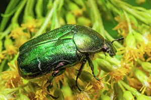 Grand: Rosa Chafer (Cetonia aurata) on a yellow flower
