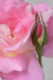 Floribunda: Rose