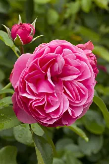 110219: Rosa L&, x9bee;ard de Vinci