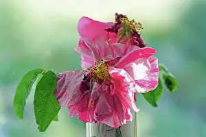 Fading: Rosa mundi, Rosa gallica Versicolor, A fading