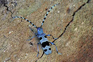 Rosalia: Rosalia Longicorn