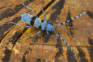 Rosalia: Rosalia longicorn - adult female beetle on the trunk