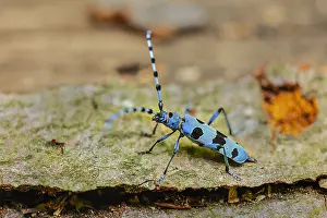 Rosalia: Rosalia longicorn - adult female beetle on the trunk