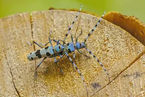 Rosalia: Rosalia longicorn - mating adult male and female