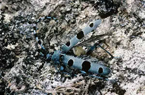 Rosalia: Rosalia Longicorn - with parasite eggs attached