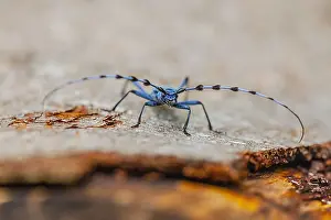 Rosalia: Rosalia longicorn - front view of an adult beetle