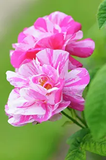Gallica: Rosamundi, Rosa gallica Versicolor, Pink coloured flowers