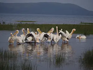 Pelecanus: Rosapelikan, White Pelican, Pelecanus onocrotalus